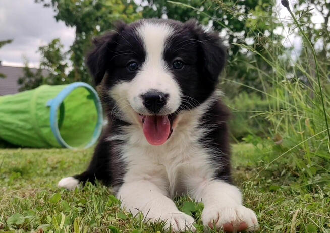 Rasowa suczka border collie z Hodowli, komplet dok.