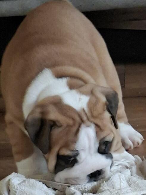 Buldog angielski piękny piesek FCI