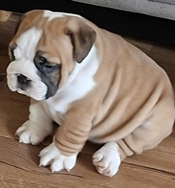 Buldog angielski piękny piesek FCI