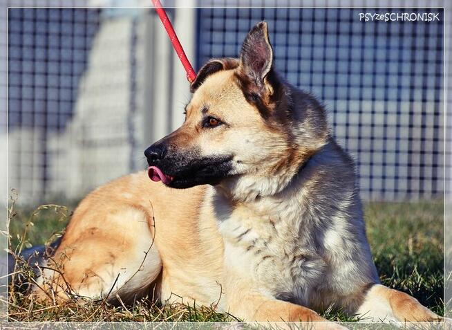 Frytka – uśmiechnięta od klapniętego ucha do ogona