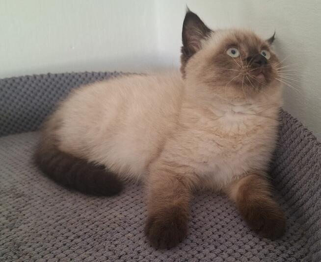 Kot brytyjski czekoladowy point