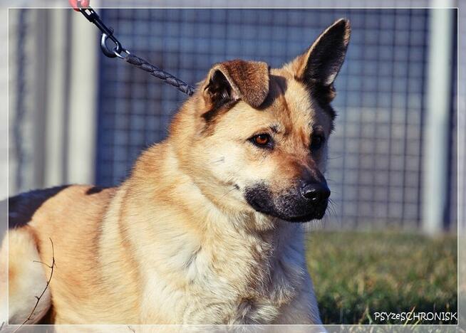 Frytka – uśmiechnięta od klapniętego ucha do ogona