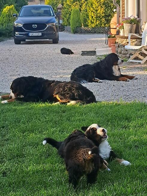 Szczeniaczki berneńskie.RodziceFCI!!