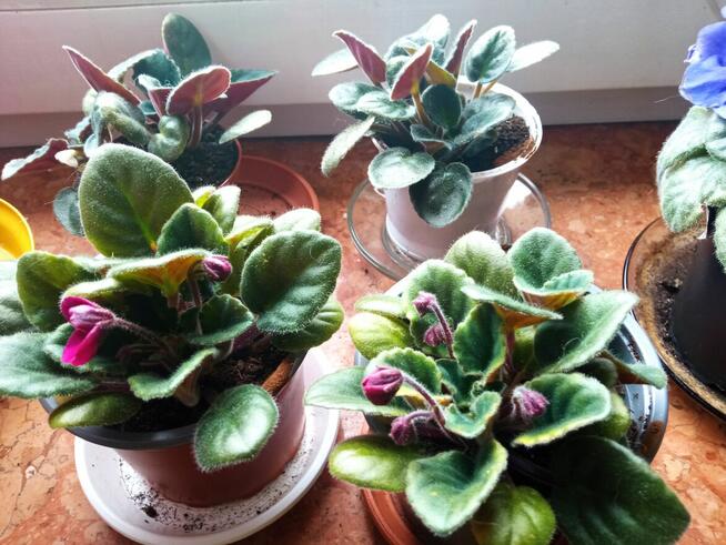 Oxalisy stale kwitnące i inne ...