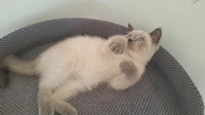 Kot brytyjski niebieski point, niebieskie oczka