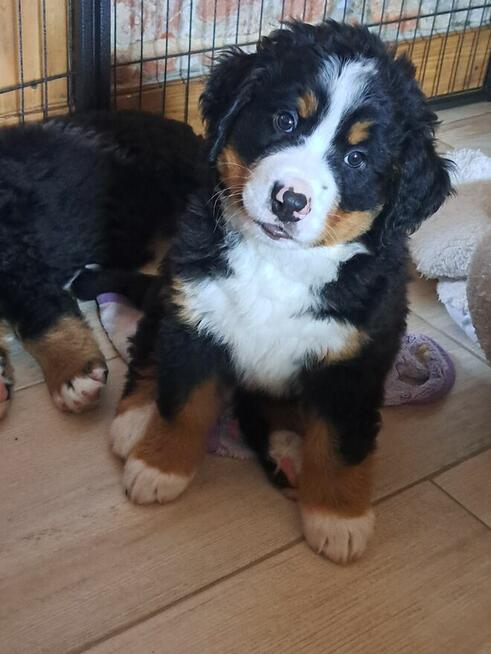 Szczeniaczki berneńskie.RodziceFCI!!