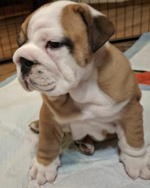 Buldog angielski piękny piesek FCI