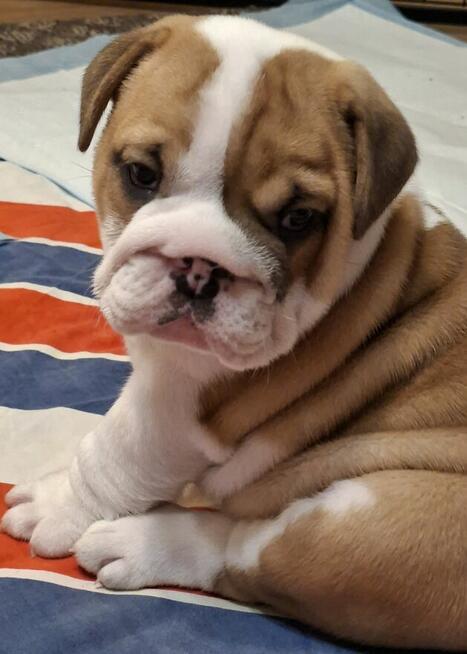 Buldog angielski piękny piesek FCI
