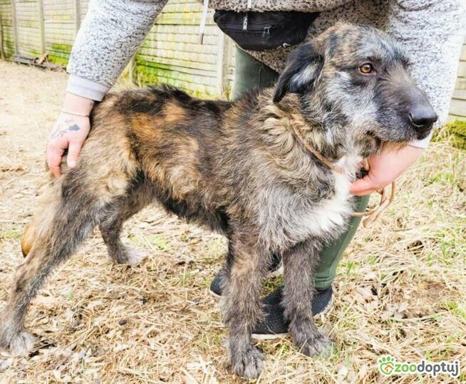 SZAFRAN - cudowny psiak w typie wyżła do adopcji