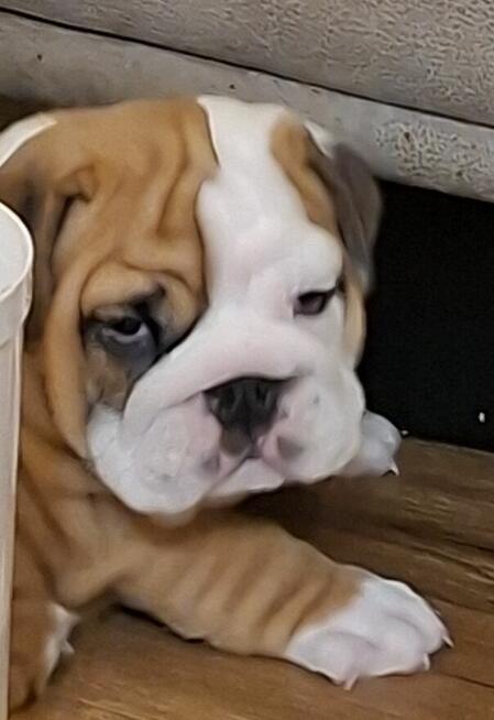 Buldog angielski piękny piesek FCI