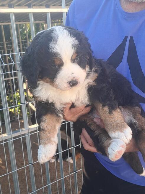 Szczeniaczki berneńskie.RodziceFCI!!