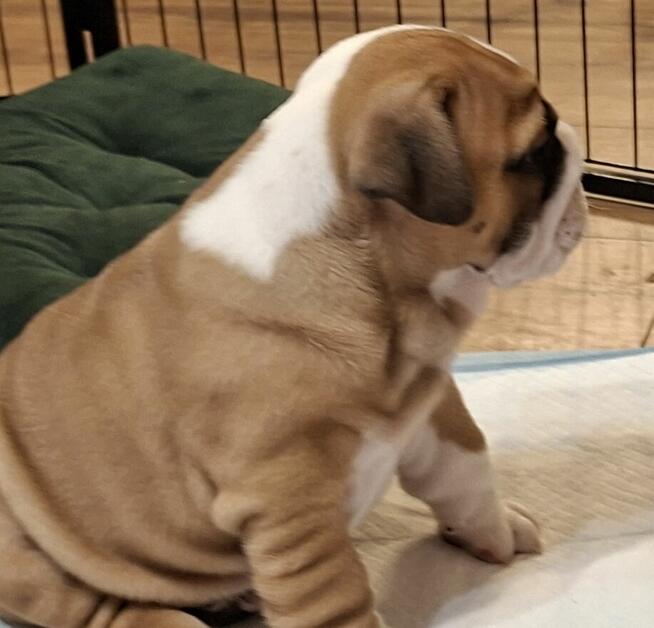 Buldog angielski piękny piesek FCI