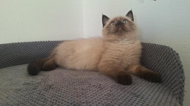 Kot brytyjski czekoladowy point