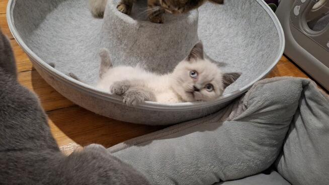 Kotka brytyjska niebieski point