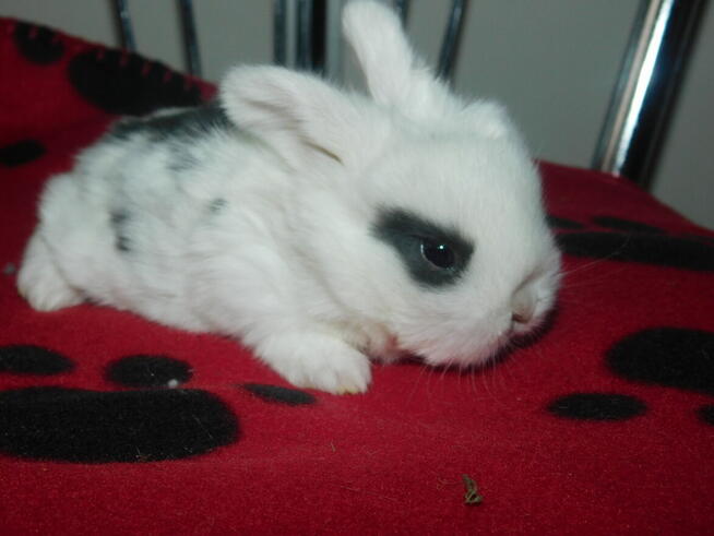 Mini lop białe