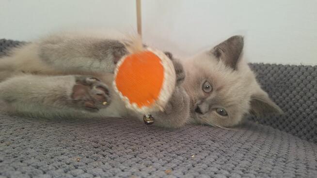 Kot brytyjski niebieski point, niebieskie oczka