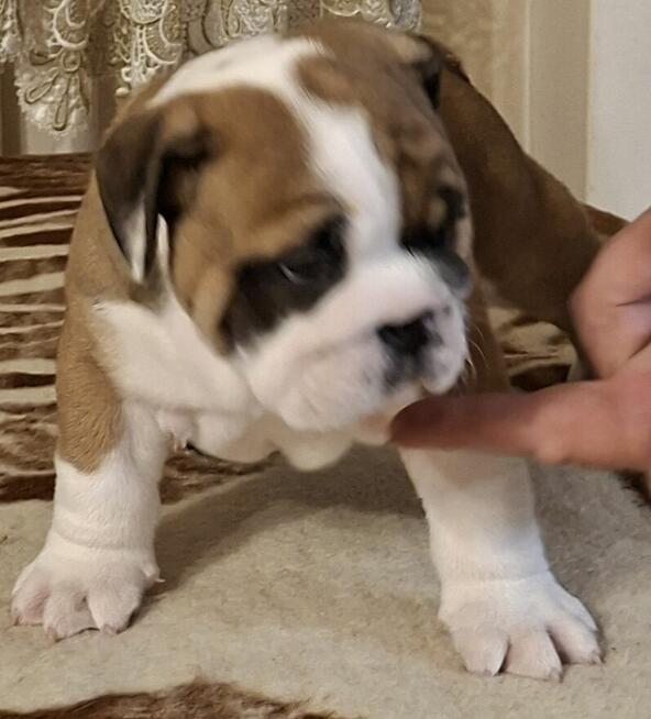 Buldog angielski piękny piesek FCI