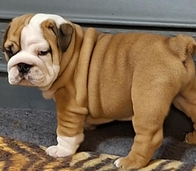 Buldog angielski piękny piesek FCI