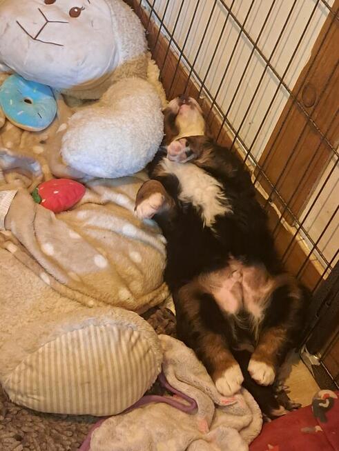 Szczeniaczki berneńskie.RodziceFCI!!