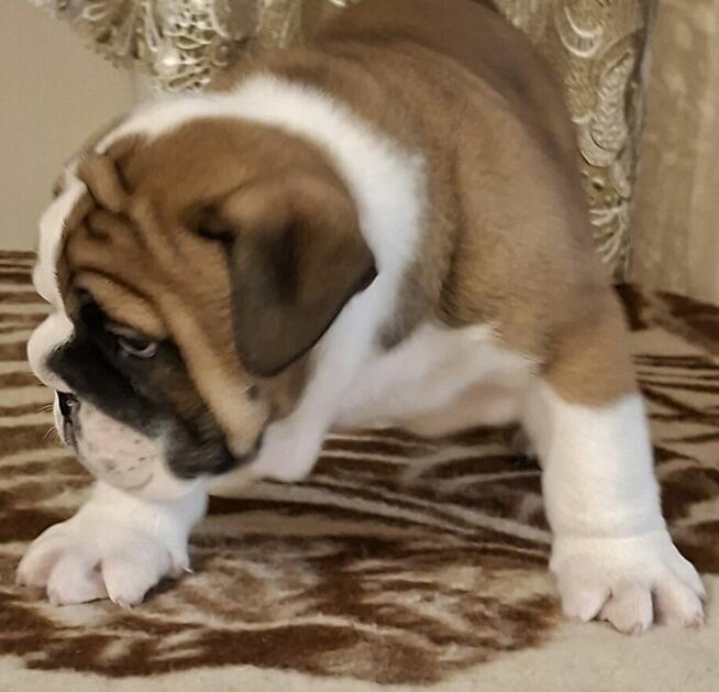 Buldog angielski piękny piesek FCI
