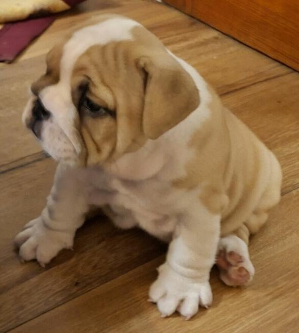 Buldog angielski piękny piesek FCI