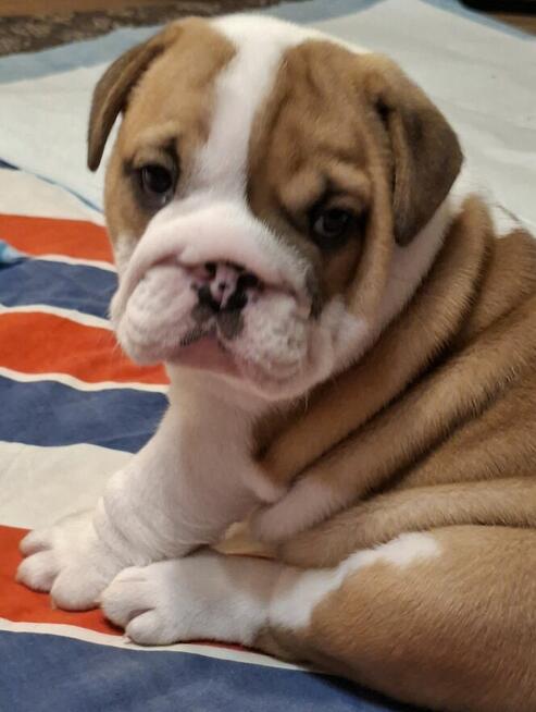 Buldog angielski piękny piesek FCI