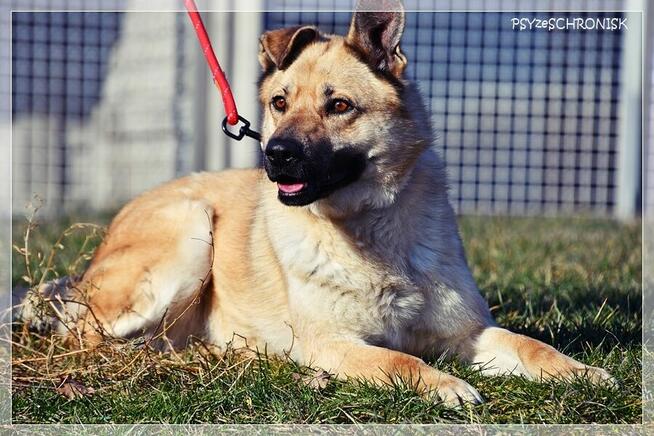 Frytka – uśmiechnięta od klapniętego ucha do ogona