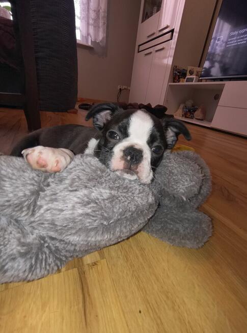 Boston terrier