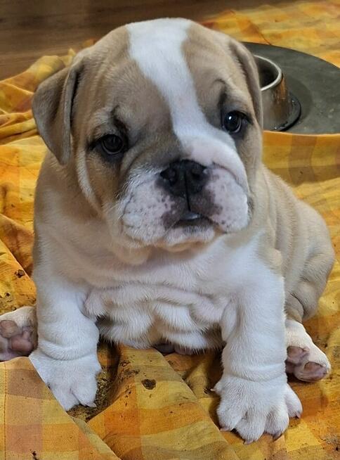 Buldog angielski piękny piesek FCI