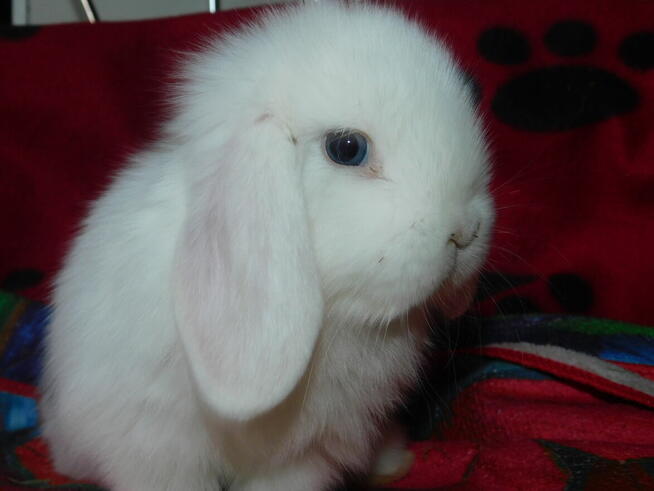 Mini lop białe
