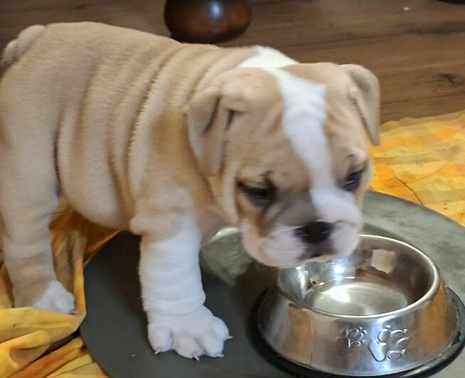 Buldog angielski piękny piesek FCI