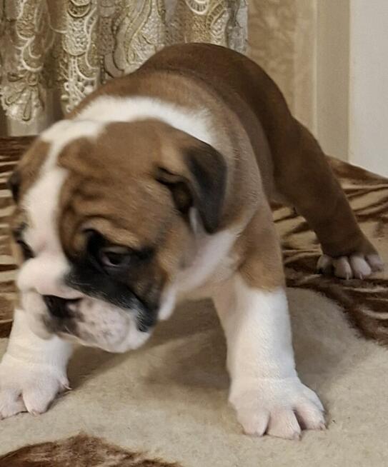 Buldog angielski piękny piesek FCI