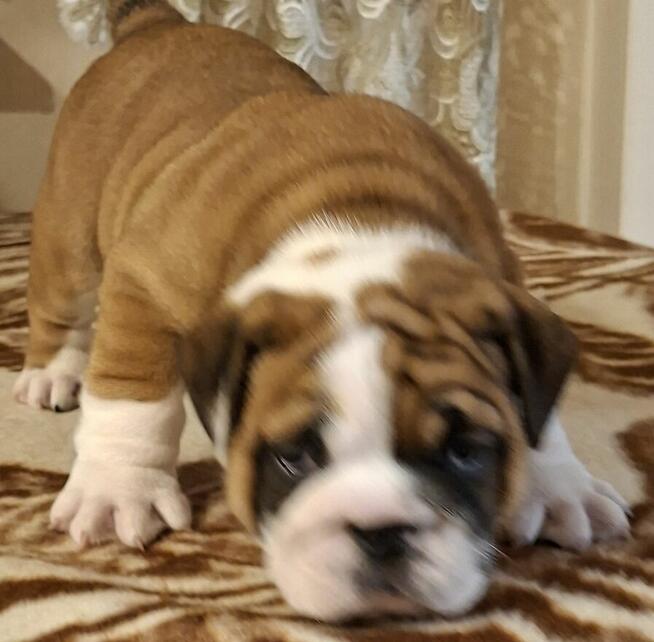 Buldog angielski piękny piesek FCI