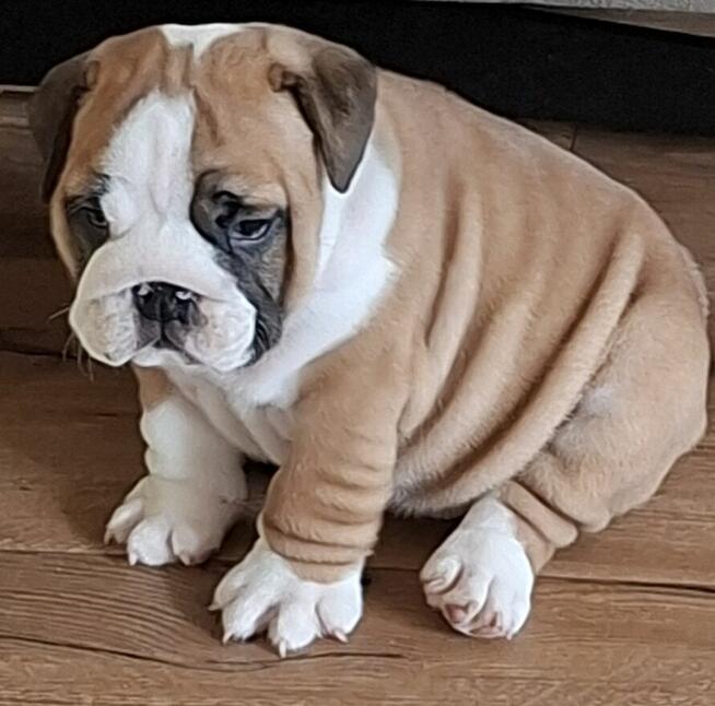 Buldog angielski piękny piesek FCI