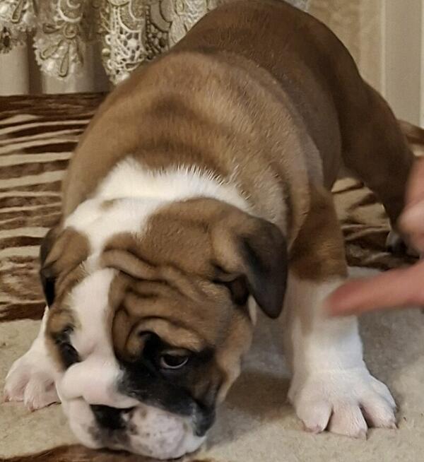 Buldog angielski piękny piesek FCI