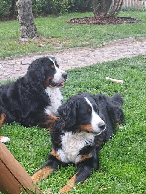 Szczeniaczki berneńskie.RodziceFCI!!