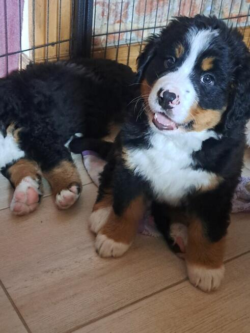 Szczeniaczki berneńskie.RodziceFCI!!