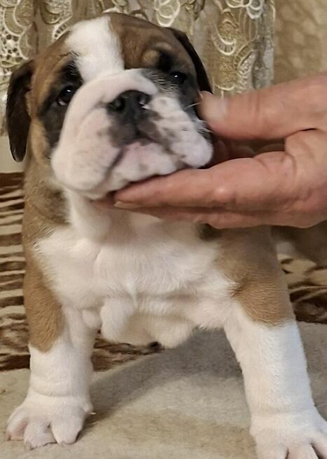 Buldog angielski piękny piesek FCI