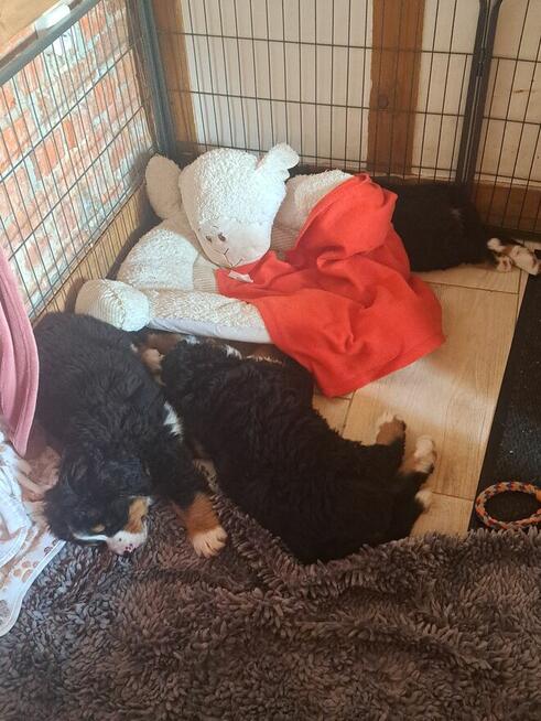 Szczeniaczki berneńskie.RodziceFCI!!