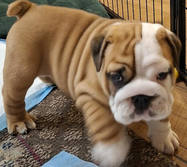 Buldog angielski piękny piesek FCI