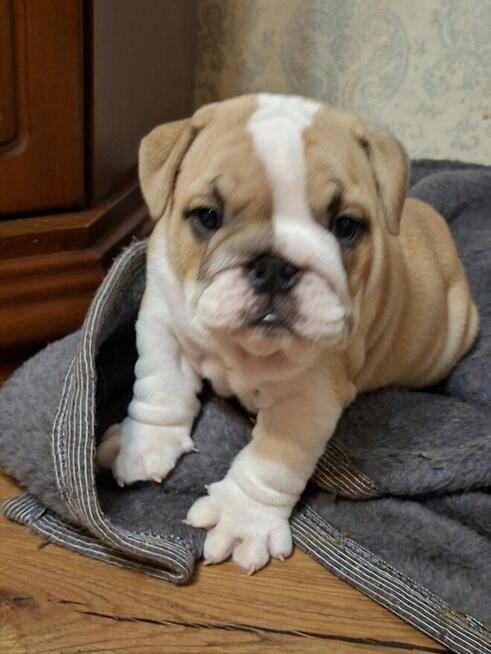 Buldog angielski piękny piesek FCI
