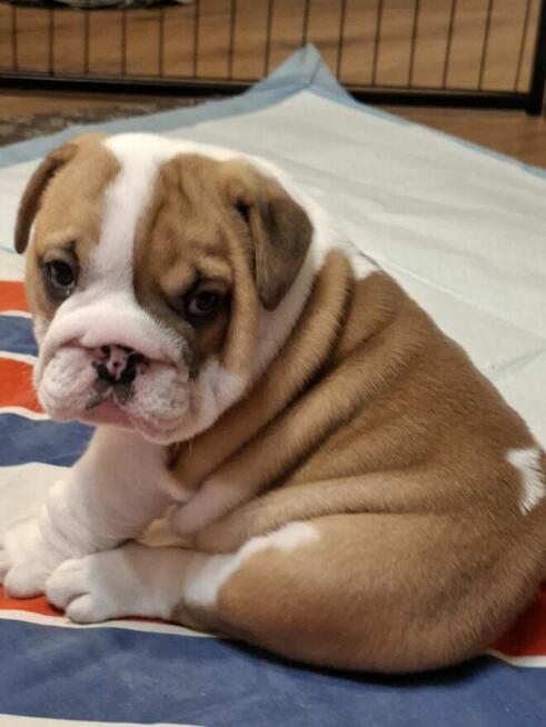 Buldog angielski piękny piesek FCI