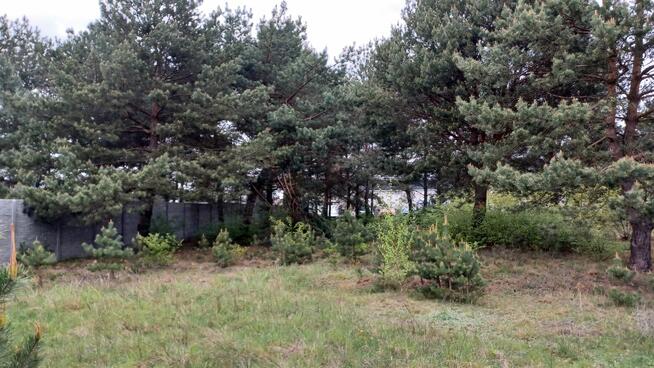 Usługi glebogryzarka Międzyrzecz Sulechów Nowa Sól Żary