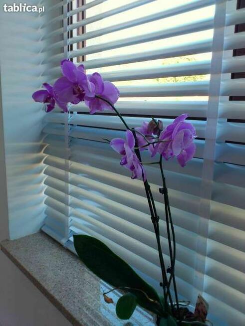 żaluzje drewniane Bambusowe Piaseczno Warszawa Na wymiar 50m