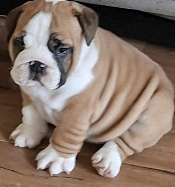 Buldog angielski piękny piesek FCI