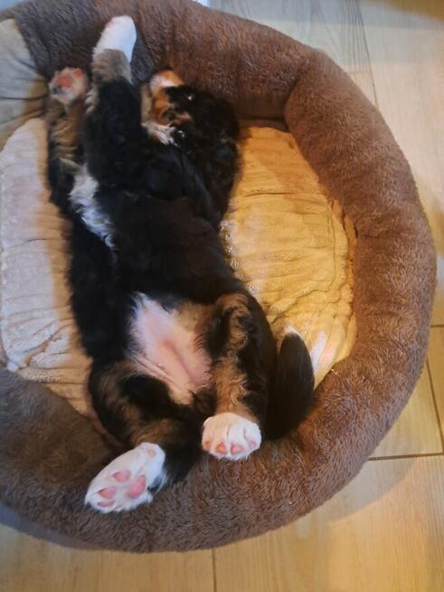 Szczeniaczki berneńskie.RodziceFCI!!