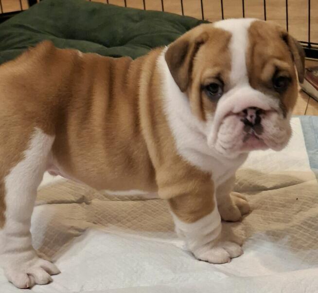 Buldog angielski piękny piesek FCI