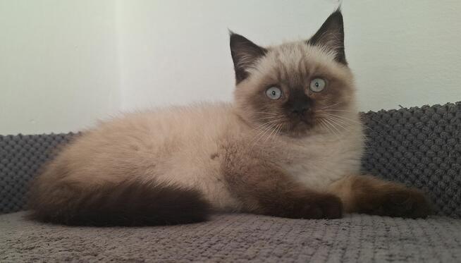 Kot brytyjski czekoladowy point