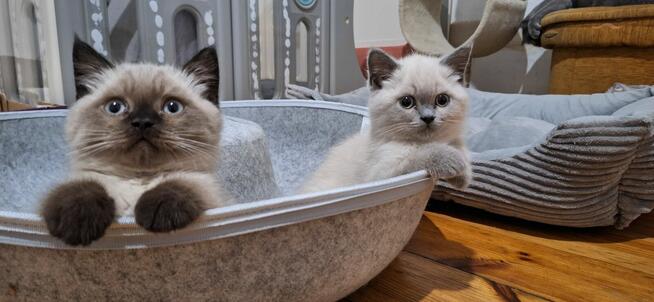 Kotka brytyjska niebieski point