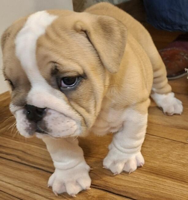Buldog angielski piękny piesek FCI